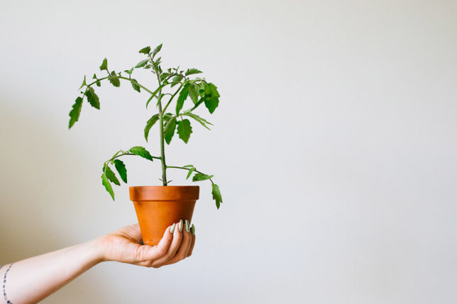 Tjuva tomater – ta bort alla tjuvskot och andra bra tips! Tjuva tomater – ta bort alla tjuvskot och andra bra tips!