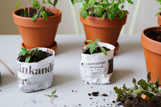 Plantera om tomater